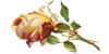 rose2